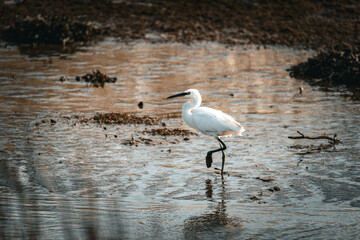 Snowy egret  wading in the lake