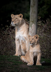 Female Lion and Cub Sitting Together