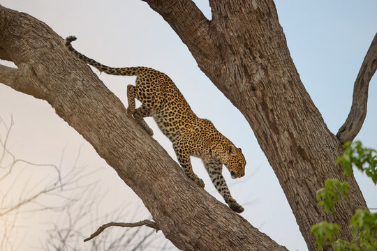 Leopard climbs down a tree near Moremi&rsquo;s North Bridge in the Khwai area, Okavango Delta. Ideal for: safari tourism, conservation editorials. Minimalist composition with large copy space.