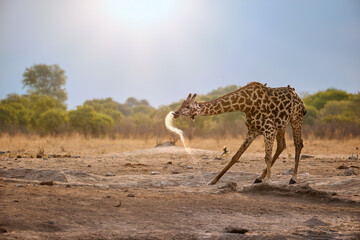 Giraffe bends to drink and splashes water at Savuti waterhole in warm light. African safari, minimalist composition with atmospheric light. 