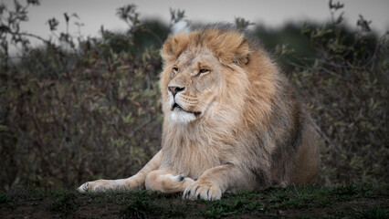Adult Male Lion Resting