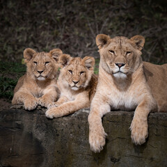 Female Lion and Her Two Cubs