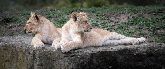 Fototapeta premium Pair of Young Lion Cubs Resting Together