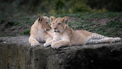 Pair of Young Lion Cubs Resting Together