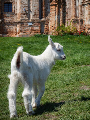 Obraz premium goat on the farm