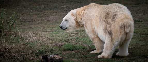 Polar Bear Standing on Grass