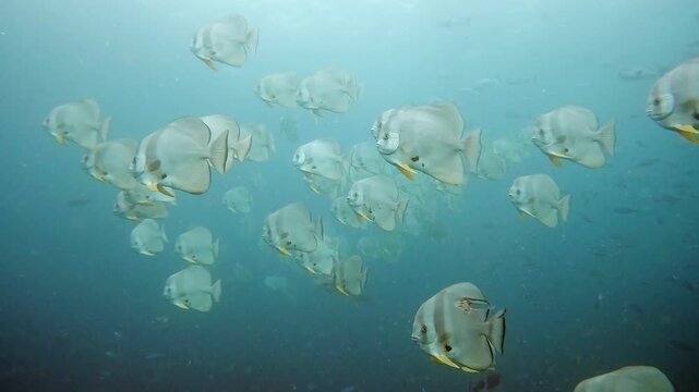 Schooling longfin batfish, Platax teira, Raja Ampat, West Papua, Indonesia, Asia