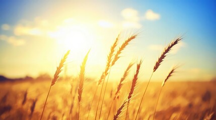 Golden wheat stalks sway gently in the warm sunlight of a summer field under a clear blue sky