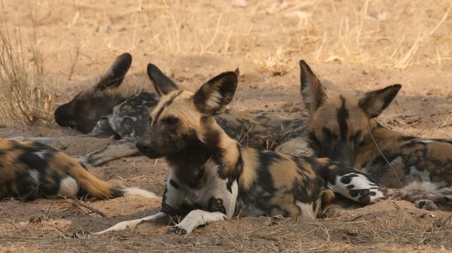 wild dogs relaxing in shadow, close 701