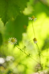 tender chamomile flowers in green garden