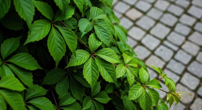 Lush green vine leaves with water droplets over stone pavement