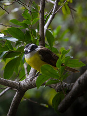 bird