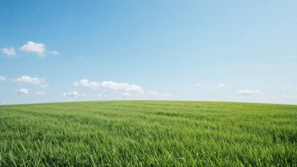 Fototapeta premium Vast green field under a clear blue sky with scattered clouds.