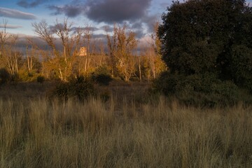 Golden light filters through trees in an open field with distant structure in late afternoon