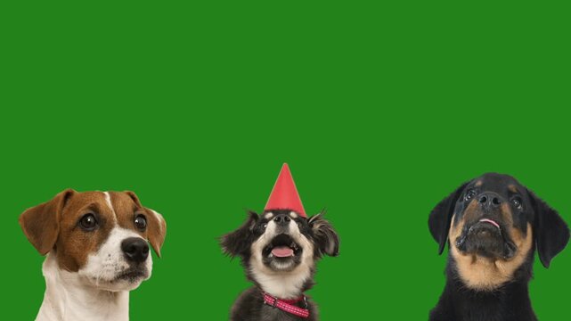 Dog on a green screen