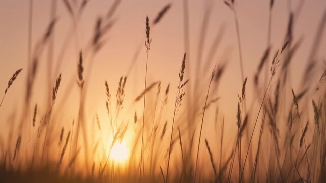 Sunlight rays through tall grass pastel orange sky peaceful landscape mood with gentle motion visuals