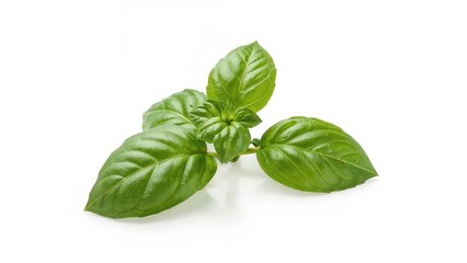 Fototapeta premium Fresh basil leaves with vibrant green color, isolated on white background. Culinary herb and seasoning. The concept of fresh herbs and natural ingredients.