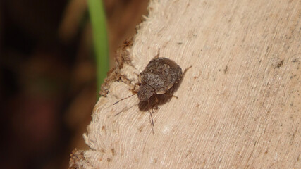 Small brown shield bug (Sciocoris sp.) on a piece of wood