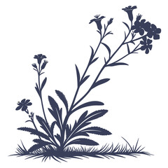 aubrieta x cultorum with leaves