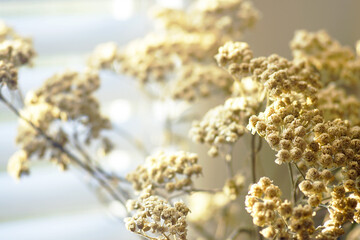 Dried yarrow flowers illuminated by warm window light highlight delicate natural textures. Reflects wabi-sabi aesthetic, organic home minimalism, and appreciation of fragile botanical beauty.