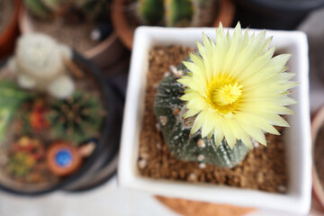 Top view of Astrophytum cactus with yellow flowers of the same color as the stamens, planted in a white ceramic pot.