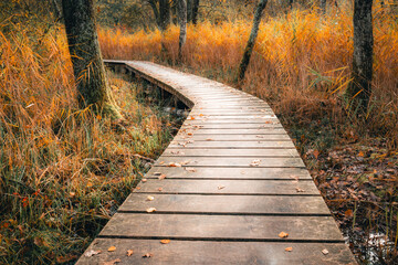 wooden bridge in autumn forest