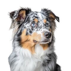 Australian Shepherd dog with blue eyes looking sideways on white background  