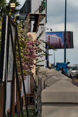 pink flowers in the street