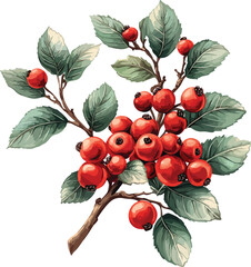 Red currant fruit branch with ripe sweet red berries and leaves on a white background