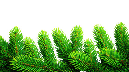 Naklejka premium Green pine branch evergreen fir tree holiday winter nature festive Christmas decoration isolated Lush green pine branch with vibrant needles evergreen fir tree foliage perfect for holiday