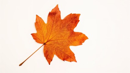 Obraz premium Autumn maple leaf with vibrant orange and yellow colors isolated on white background.