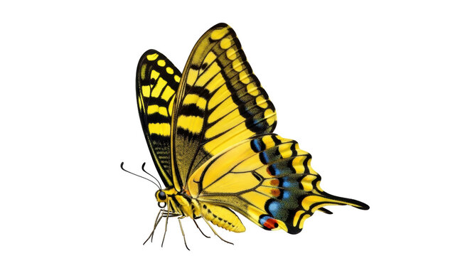 Eastern tiger swallowtail butterfly PNG isolated on transparent background, yellow and black insect with intricate wing patterns for design projects