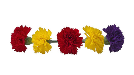 Red carnation yellow carnation purple carnation vibrant flower isolated colorful nature floral arrangement spring celebration cheerful mood