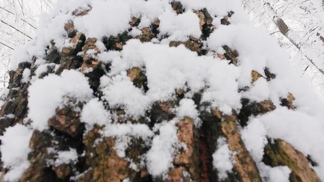 A close-up shot of a snow-covered tree trunk in a winter forest. Thick white snow clings to the dark bark and surrounding branches. This peaceful nature scene captures the quiet beauty of a snowy day.