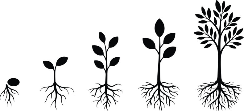 Silhouette plant growth stages with roots, seedling to mature tree, nature development illustration, botanical evolution concept, environmental growth cycle artwork