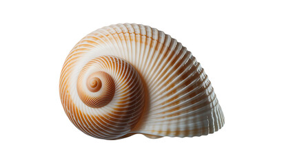 Shell Spiral: A captivating image showcases a perfectly preserved seashell, its spiral form echoing the mysteries of the deep sea. The shell, with its intricate details.