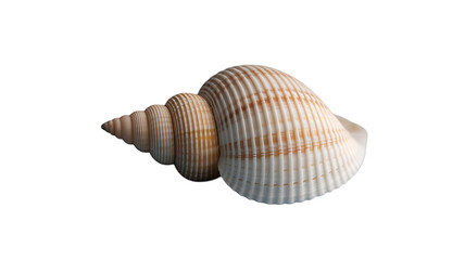 Coastal Harmony: A single, exquisitely detailed seashell lies gracefully, its spiraling form and delicate textures evoking the serene beauty of the ocean's embrace.