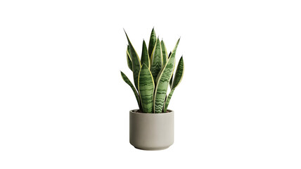 Sansevieria in a Ceramic Pot: A thriving Sansevieria plant, with its vibrant green and yellow striped leaves, stands tall in a sleek, neutral-toned ceramic pot.