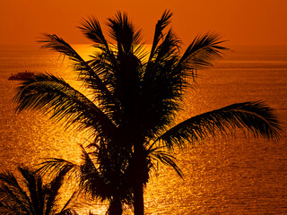 Tropischer Sonnenuntergang  mit  einer  Palme