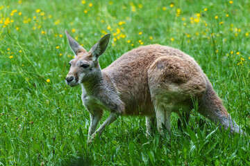 The red kangaroo, Macropus rufus is the largest of all kangaroos and the largest extant marsupial.