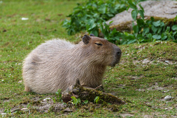The Capybara, Hydrochoerus hydrochaeris is the largest living rodent in the world.