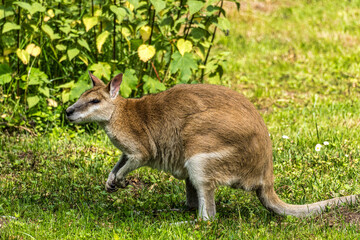 The agile wallaby, Macropus agilis also known as the sandy wallaby
