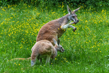 The red kangaroo, Macropus rufus is the largest of all kangaroos and the largest extant marsupial.