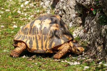 The radiated tortoise, Astrochelys radiata. This species is Critically Endangered and native Madagascar.