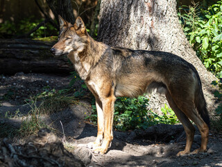 European Grey Wolf, Canis lupus in a german park