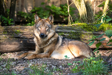 European Grey Wolf, Canis lupus in a german park