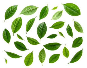 Fresh green leaves floating on a dark backdrop creating natural pattern