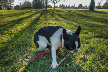 playful boston terrior and French bulldog mixed dog