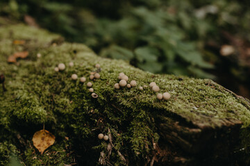 Lots of round mushrooms in the green forest.