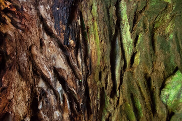Close-up of the gnarled bark of an old tree, brown and green in color